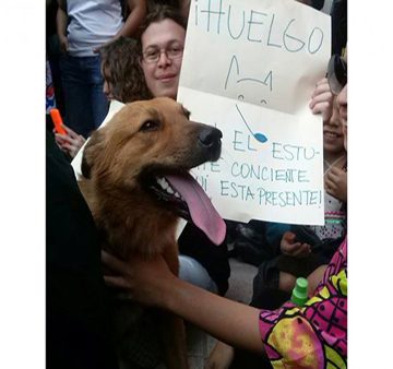 “Huelgo” el perro de la resistencia estudiantil en Honduras