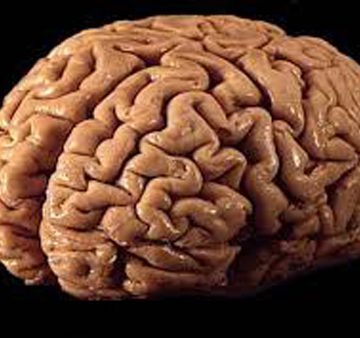 Avance revolucionario: crean prototipo de cerebro humano en laboratorio Avance revolucionario: crean prototipo de cerebro humano en laboratorio