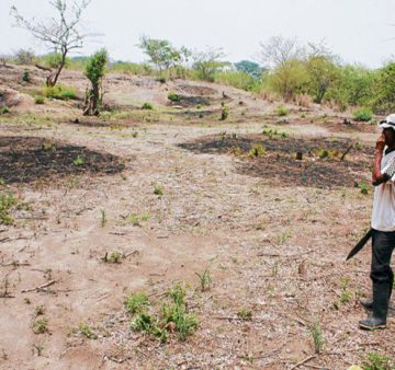 Sequia provoca crisis de alimentos en 13 departamentos de Honduras