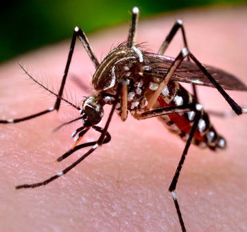Conozca qué es el chikungunya y cómo prevenir el contagio