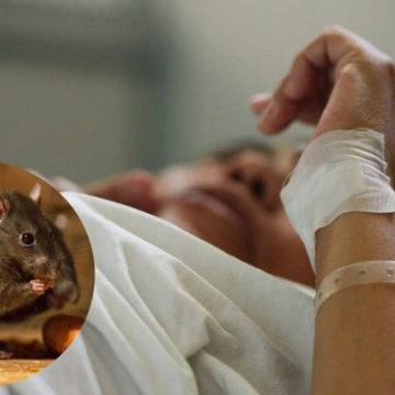 HONDURAS / CICLONES DISPARAN LEPTOSPIROSIS EN ZONA NORTE; JOH NO ESCUCHA EXPERTOS HONDURAS / CICLONES DISPARAN LEPTOSPIROSIS EN ZONA NORTE; JOH NO ESCUCHA EXPERTOS