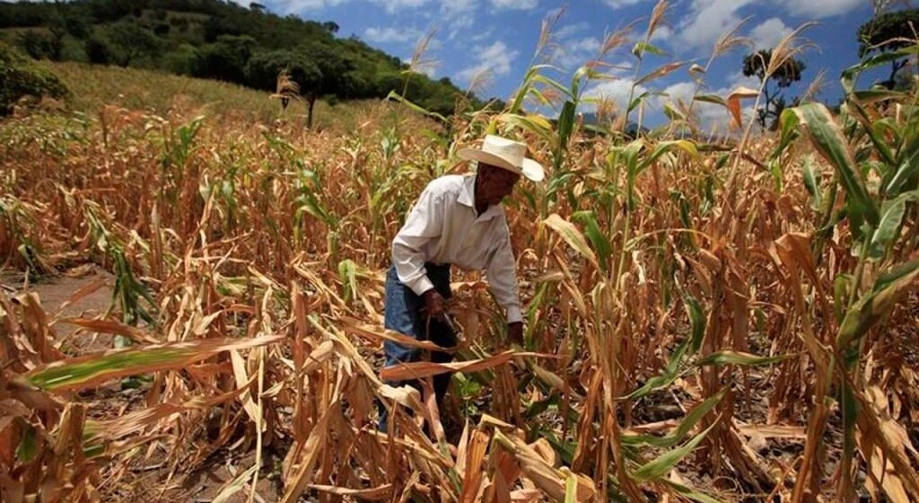 INVIERNO FAVORABLE PARA SIEMBRA, SERÁ “BOICOTEADO” POR ALTO PRECIO DE FERTILIZANTES