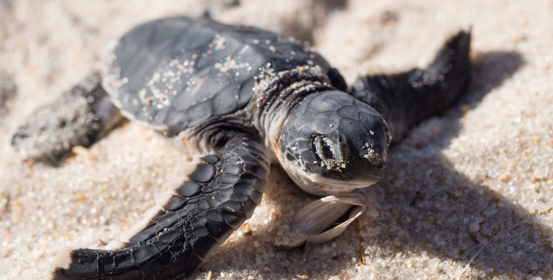 EL CALOR ESTÁ DEJANDO SIN MACHOS LAS POBLACIONES DE TORTUGAS MARINAS