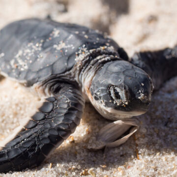 EL CALOR ESTÁ DEJANDO SIN MACHOS LAS POBLACIONES DE TORTUGAS MARINAS