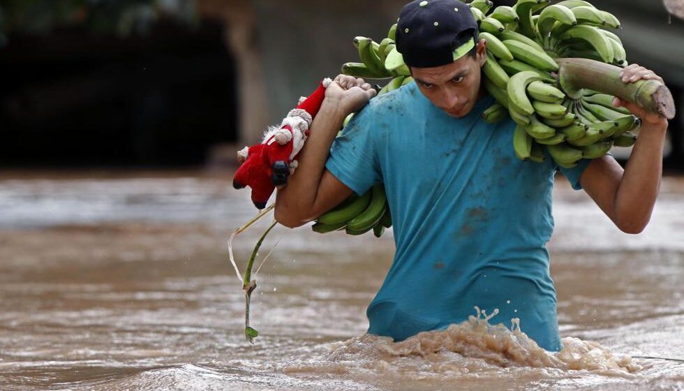 CASI 100 MILLONES EN PÉRDIDAS AFLIGE A BANANEROS DE CORTÉS