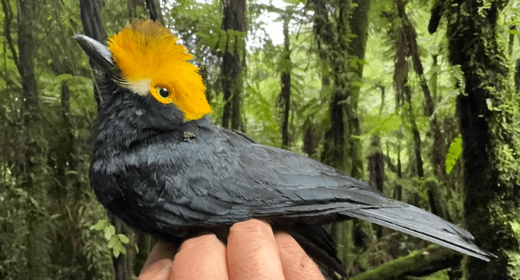 LOGRAN FOTOGRAFIAR POR PRIMERA VEZ A UN PÁJARO ‘PERDIDO’ DESDE HACE 20 AÑOS