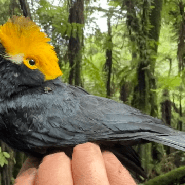 LOGRAN FOTOGRAFIAR POR PRIMERA VEZ A UN PÁJARO ‘PERDIDO’ DESDE HACE 20 AÑOS