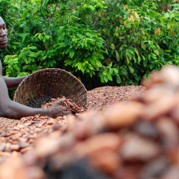 LOS PRECIOS DEL CACAO VUELVEN A ALCANZAR MÁXIMOS HISTÓRICOS