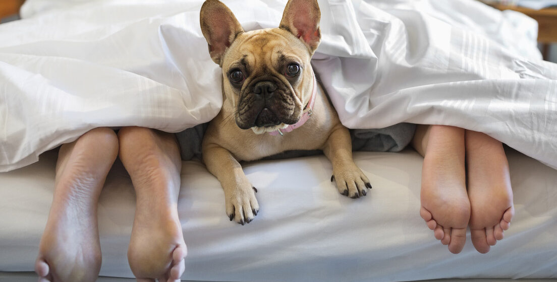 ¿GATOS O PERROS? QUÉ MASCOTA PODRÍA PROVOCAR QUE NO DUERMA BIEN