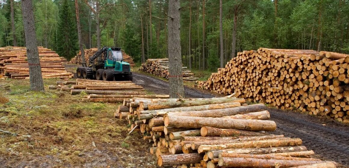 ¡NO MÁS CORTE DE BOSQUES! GOBIERNO ENDURECE MEDIDAS ANTE EMERGENCIA AMBIENTAL