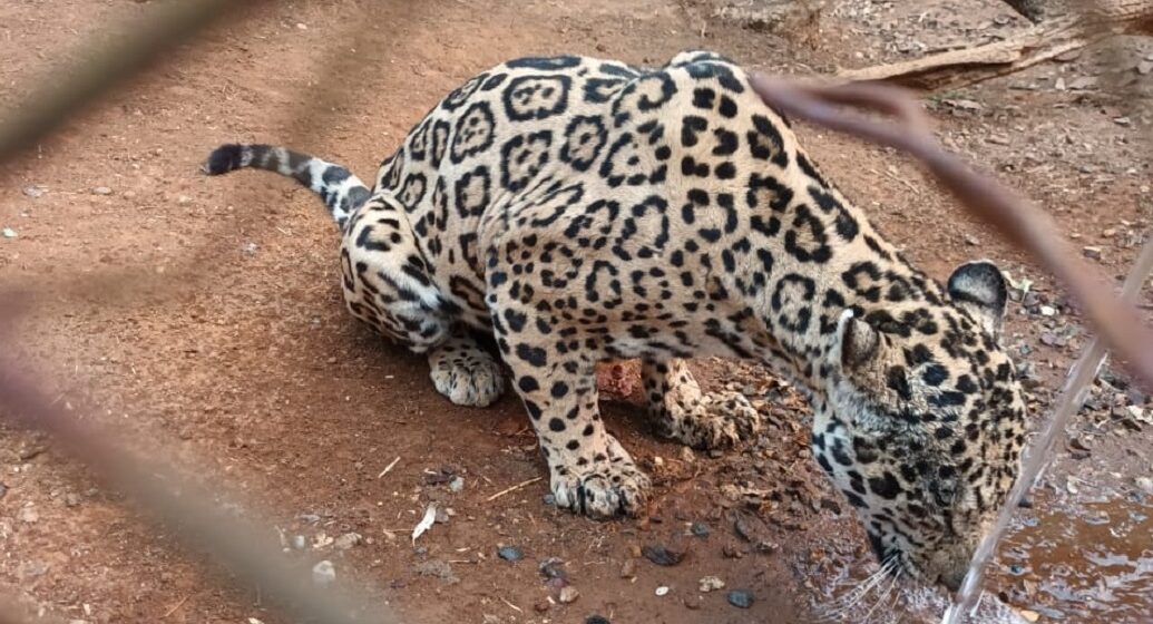 ¡INCREÍBLE! POR DESCUIDO, AL MENOS 10 ANIMALES DE «JOYA GRANDE» SERÁN “SACRIFICADOS”