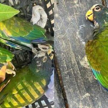 ¡ALERTA! AVES MUEREN EN SANTA BÁRBARA POR ALTAS TEMPERATURAS Y AMBIENTE TÓXICO