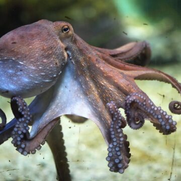 VÍDEO / ¿QUIERE MIRAR CÓMO SUEÑA UN PULPO Y CAMBIA DE COLORES? ¡ES MARAVILLOSO!