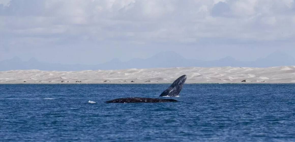 EMPRESA DE EEUU PODRÍA CAUSAR ‘DAÑOS IRREPARABLES’ EN EL GOLFO DE MÉXICO