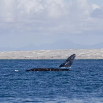 EMPRESA DE EEUU PODRÍA CAUSAR ‘DAÑOS IRREPARABLES’ EN EL GOLFO DE MÉXICO