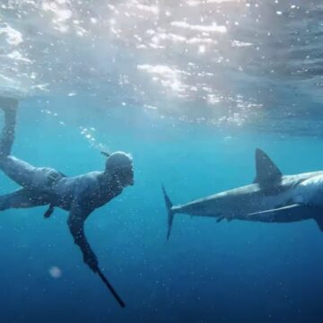 TIBURONES NO COMEN HUMANOS, ATAQUES OCURREN POR CURIOSIDAD O CONFUSIÓN