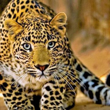AUTORIDAD HONDUREÑA PROMETE CÁRCEL PARA QUIENES MATEN ANIMALES SILVESTRES