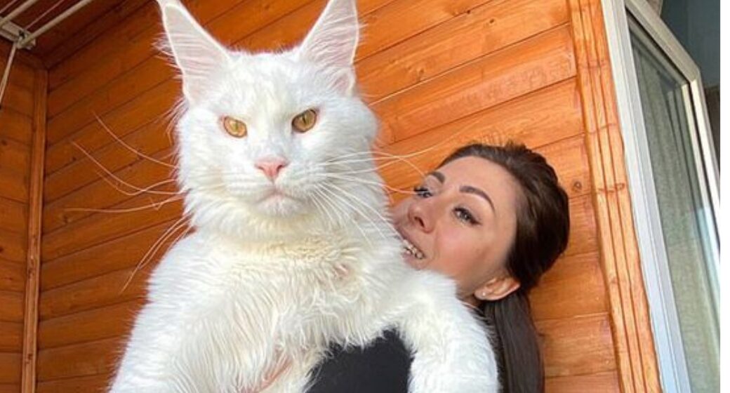 ¡CIENCIA! EL INCREÍBLE MUNDO DE LAS 10 RAZAS DE GATOS MÁS GRANDES Y HASTA GIGANTES ¡CIENCIA! EL INCREÍBLE MUNDO DE LAS 10 RAZAS DE GATOS MÁS GRANDES Y HASTA GIGANTES