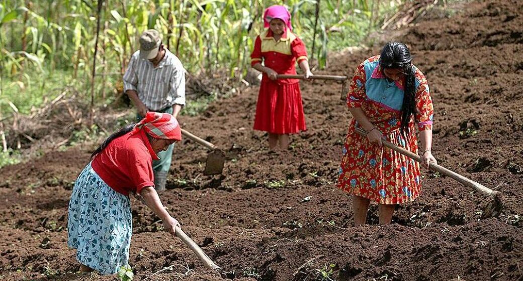 ¡VIOLENTA DESIGUALDAD! HONDUREÑAS DEL CAMPO SUBSISTEN CON 3,000 LEMPIRAS MENSUALES