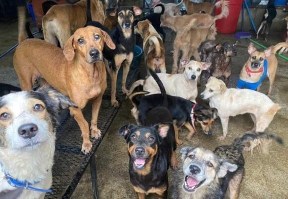 ¡ATENCIÓN! ¡HASTA CUATRO AÑOS! DE CÁRCEL PARA ASESINOS DE ANIMALES EN HONDURAS