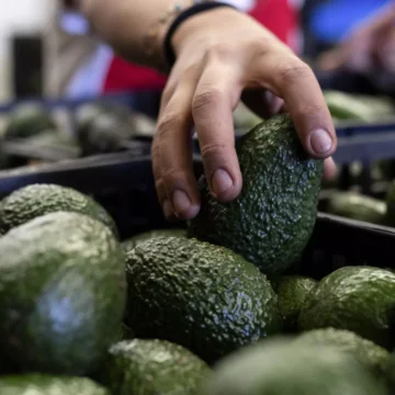 DOS CARAS DEL «ORO VERDE»: EEUU CONSOLIDA CONSUMO DE AGUACATE Y MÉXICO AFRONTA LAS CONSECUENCIAS