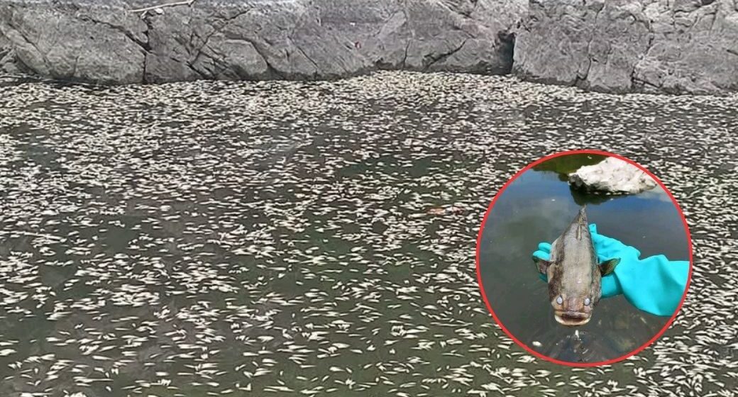 ¡CIENTOS DE PECES MUERTOS! GOBIERNO INVESTIGA CRIMEN AMBIENTAL EN VALLE
