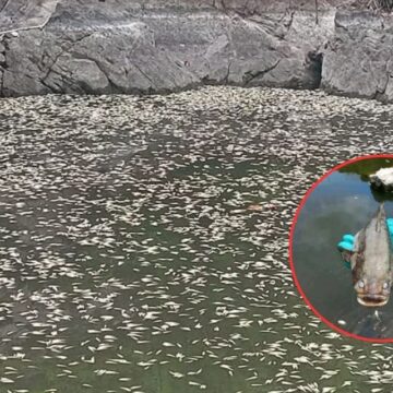 ¡CIENTOS DE PECES MUERTOS! GOBIERNO INVESTIGA CRIMEN AMBIENTAL EN VALLE