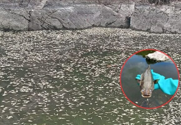 ¡CIENTOS DE PECES MUERTOS! GOBIERNO INVESTIGA CRIMEN AMBIENTAL EN VALLE