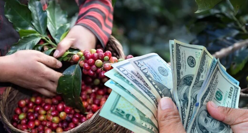 ¡INFORME OFICIAL! AGROINDUSTRIA HONDUREÑA CLAVE EN AUMENTO DEL FLUJO DE DÓLARES