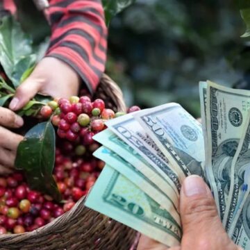 ¡INFORME OFICIAL! AGROINDUSTRIA HONDUREÑA CLAVE EN AUMENTO DEL FLUJO DE DÓLARES