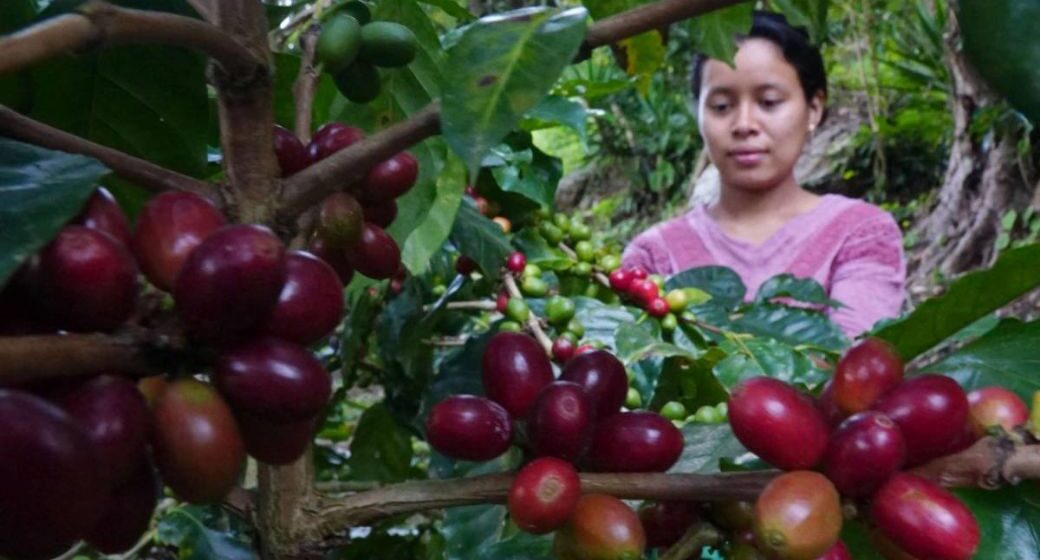 CAFICULTORES SERÁN BENEFICIADOS CON PROYECTO “AGROBOSQUES”