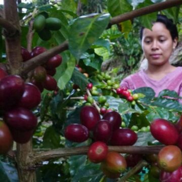 CAFICULTORES SERÁN BENEFICIADOS CON PROYECTO “AGROBOSQUES”