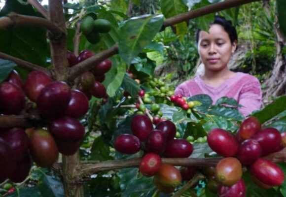CAFICULTORES SERÁN BENEFICIADOS CON PROYECTO “AGROBOSQUES”