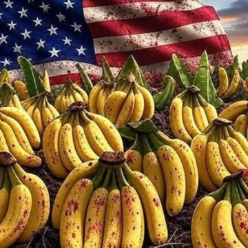 A PRISIÓN DIRECTIVOS VINCULADOS A “CHIQUITA”, BANANERA QUE CAUSÓ TERROR EN HONDURAS