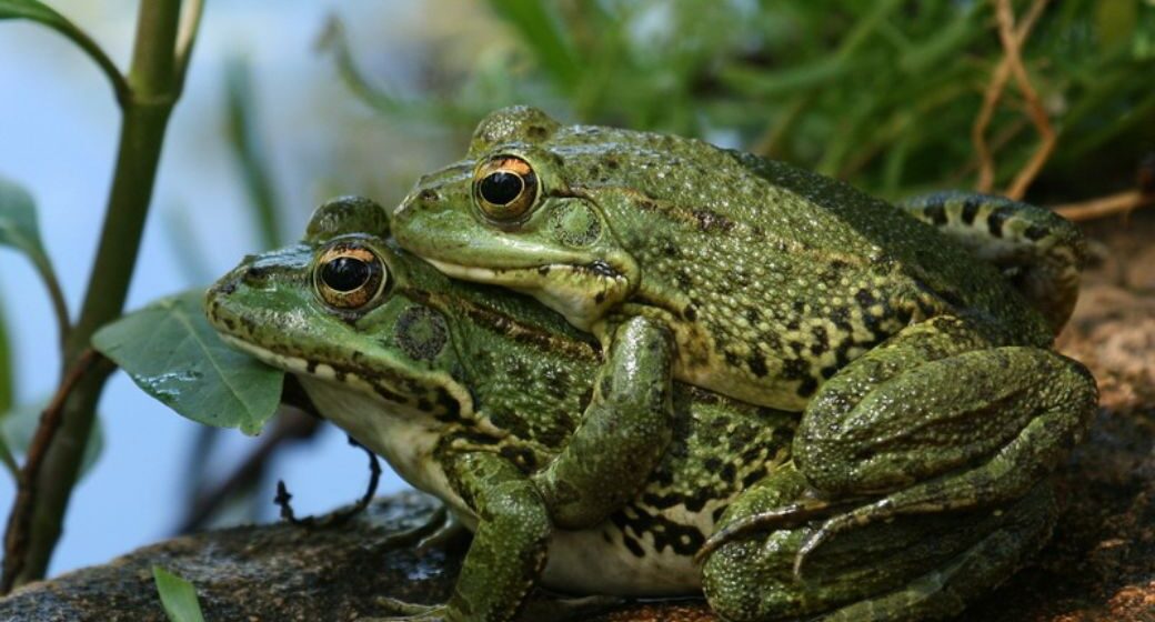 ¡INCREÍBLE! RANAS HEMBRAS FINGEN MUERTE PARA EVITAR SEXO CON MACHO QUE NO LES GUSTA