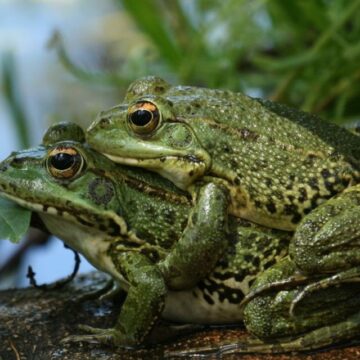 ¡INCREÍBLE! RANAS HEMBRAS FINGEN MUERTE PARA EVITAR SEXO CON MACHO QUE NO LES GUSTA