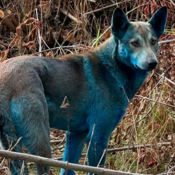 REVELAN EL MISTERIO DETRÁS DE LOS PERROS AZULES DE CHERNÓBYL
