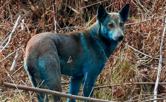 REVELAN EL MISTERIO DETRÁS DE LOS PERROS AZULES DE CHERNÓBYL REVELAN EL MISTERIO DETRÁS DE LOS PERROS AZULES DE CHERNÓBYL