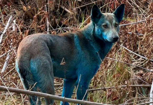 REVELAN EL MISTERIO DETRÁS DE LOS PERROS AZULES DE CHERNÓBYL REVELAN EL MISTERIO DETRÁS DE LOS PERROS AZULES DE CHERNÓBYL