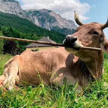 CIENCIA / VERONIKA, LA VACA QUE DESAFÍA A LA BIOLOGÍA TRAS APRENDER A USAR HERRAMIENTAS