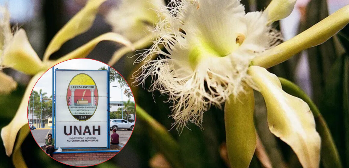 “LA NACIONAL” LANZA ALERTA: LA ORQUÍDEA ESTA AL BORDE DE LA EXTINCIÓN POR DEFORESTACIÓN