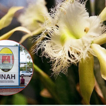 “LA NACIONAL” LANZA ALERTA: LA ORQUÍDEA ESTA AL BORDE DE LA EXTINCIÓN POR DEFORESTACIÓN