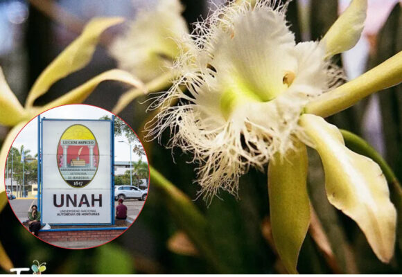 “LA NACIONAL” LANZA ALERTA: LA ORQUÍDEA ESTA AL BORDE DE LA EXTINCIÓN POR DEFORESTACIÓN “LA NACIONAL” LANZA ALERTA: LA ORQUÍDEA ESTA AL BORDE DE LA EXTINCIÓN POR DEFORESTACIÓN