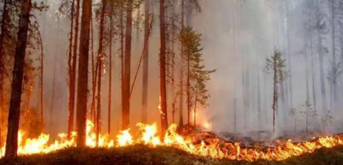 ¡ALERTA! 41 INCENDIOS EN ÁREAS PROTEGIDAS Y 800 PUNTOS DE CALOR ACTIVOS EN HONDURAS