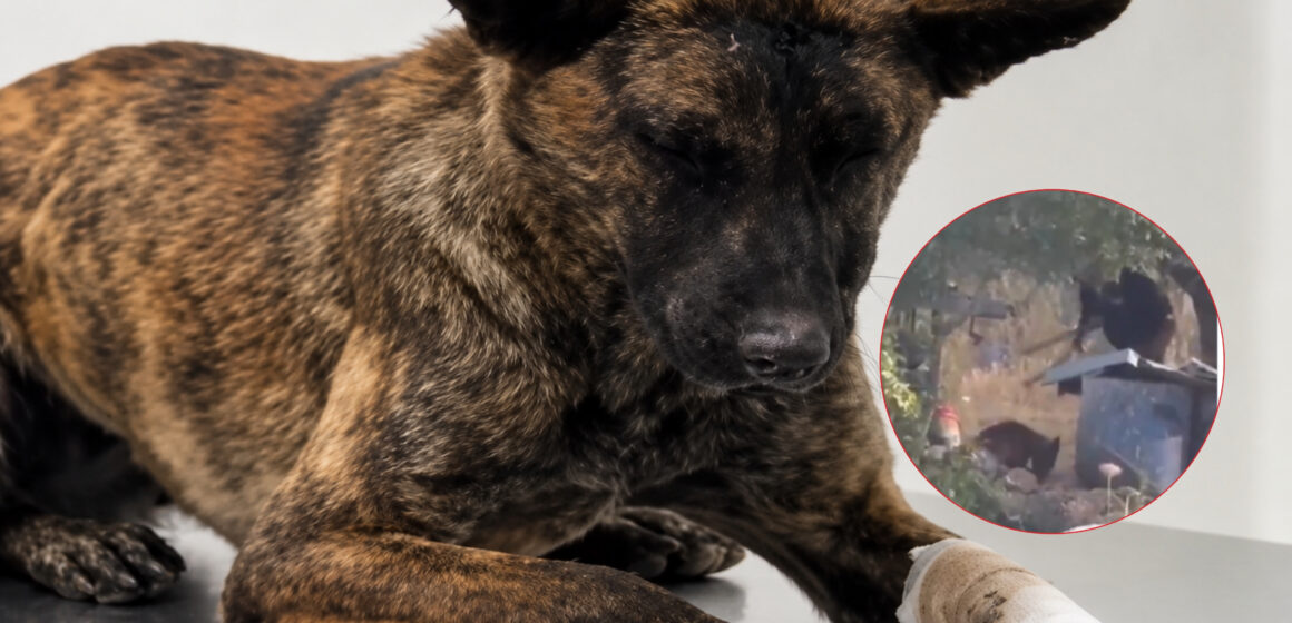 LUCY, LA PERRITA GOLPEADA POR COLONOS ISRAELÍES SOBREVIVIÓ, PERO LA OCUPACIÓN CONTINÚA