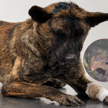 LUCY, LA PERRITA GOLPEADA POR COLONOS ISRAELÍES SOBREVIVIÓ, PERO LA OCUPACIÓN CONTINÚA