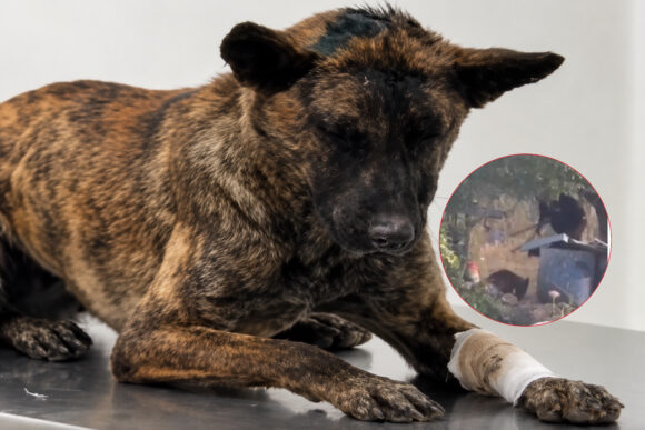 LUCY, LA PERRITA GOLPEADA POR COLONOS ISRAELÍES SOBREVIVIÓ, PERO LA OCUPACIÓN CONTINÚA LUCY, LA PERRITA GOLPEADA POR COLONOS ISRAELÍES SOBREVIVIÓ, PERO LA OCUPACIÓN CONTINÚA