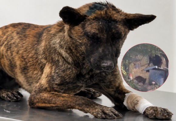 LUCY, LA PERRITA GOLPEADA POR COLONOS ISRAELÍES SOBREVIVIÓ, PERO LA OCUPACIÓN CONTINÚA