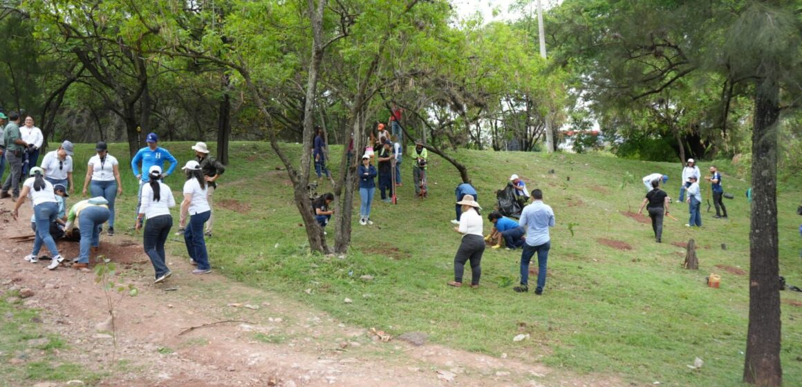 ALCALDÍA SIEMBRA DE ÁRBOLES EN BULEVARES DE LA CAPITAL HONDUREÑA ALCALDÍA SIEMBRA DE ÁRBOLES EN BULEVARES DE LA CAPITAL HONDUREÑA