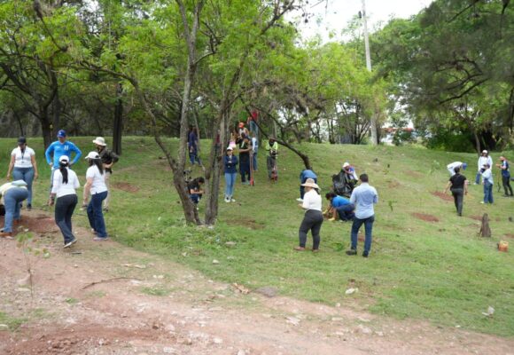 ALCALDÍA SIEMBRA DE ÁRBOLES EN BULEVARES DE LA CAPITAL HONDUREÑA